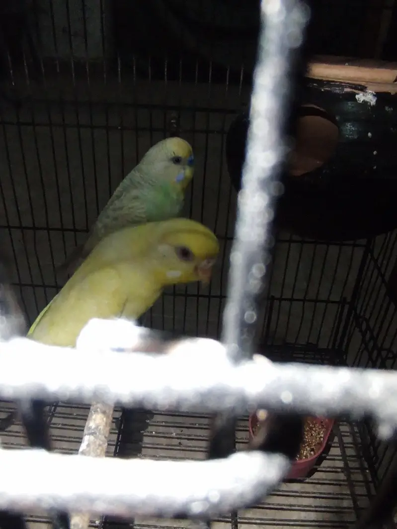 red eyes pair beedar pair male failo ma ha maddi red e ha — photo 2