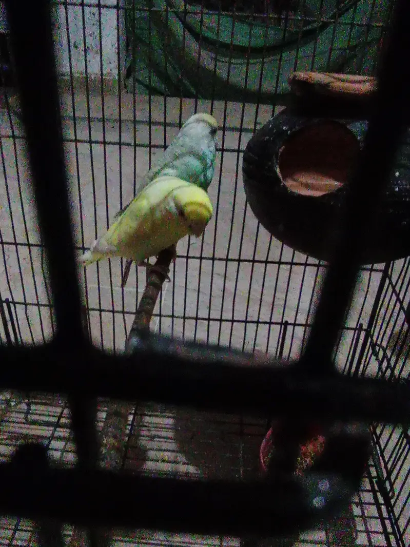 red eyes pair beedar pair male failo ma ha maddi red e ha — photo 3