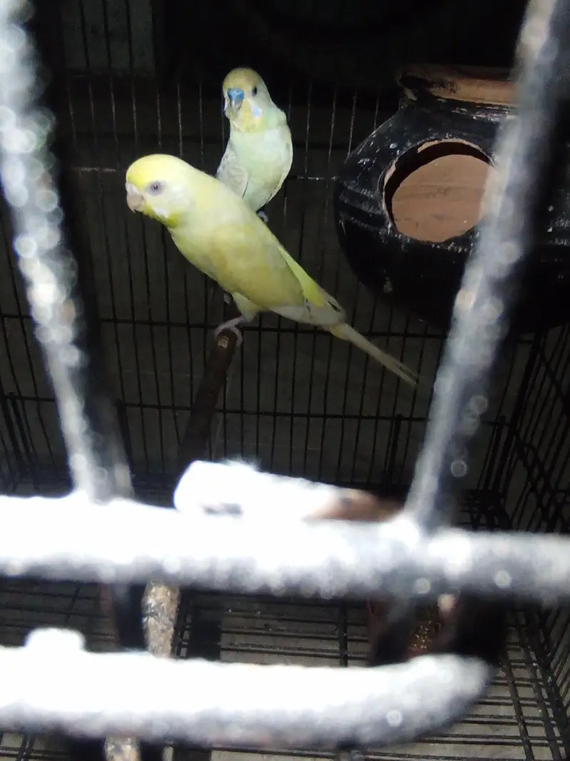 red eyes pair beedar pair male failo ma ha maddi red e ha — photo 4