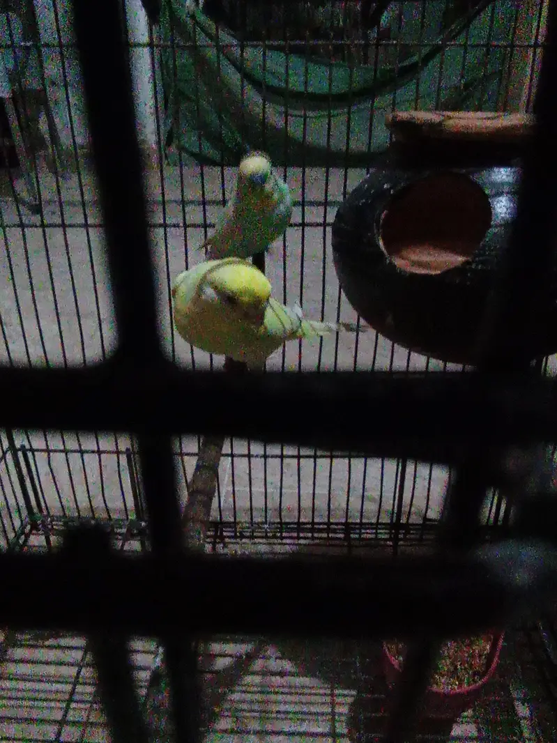 red eyes pair beedar pair male failo ma ha maddi red e ha — photo 5
