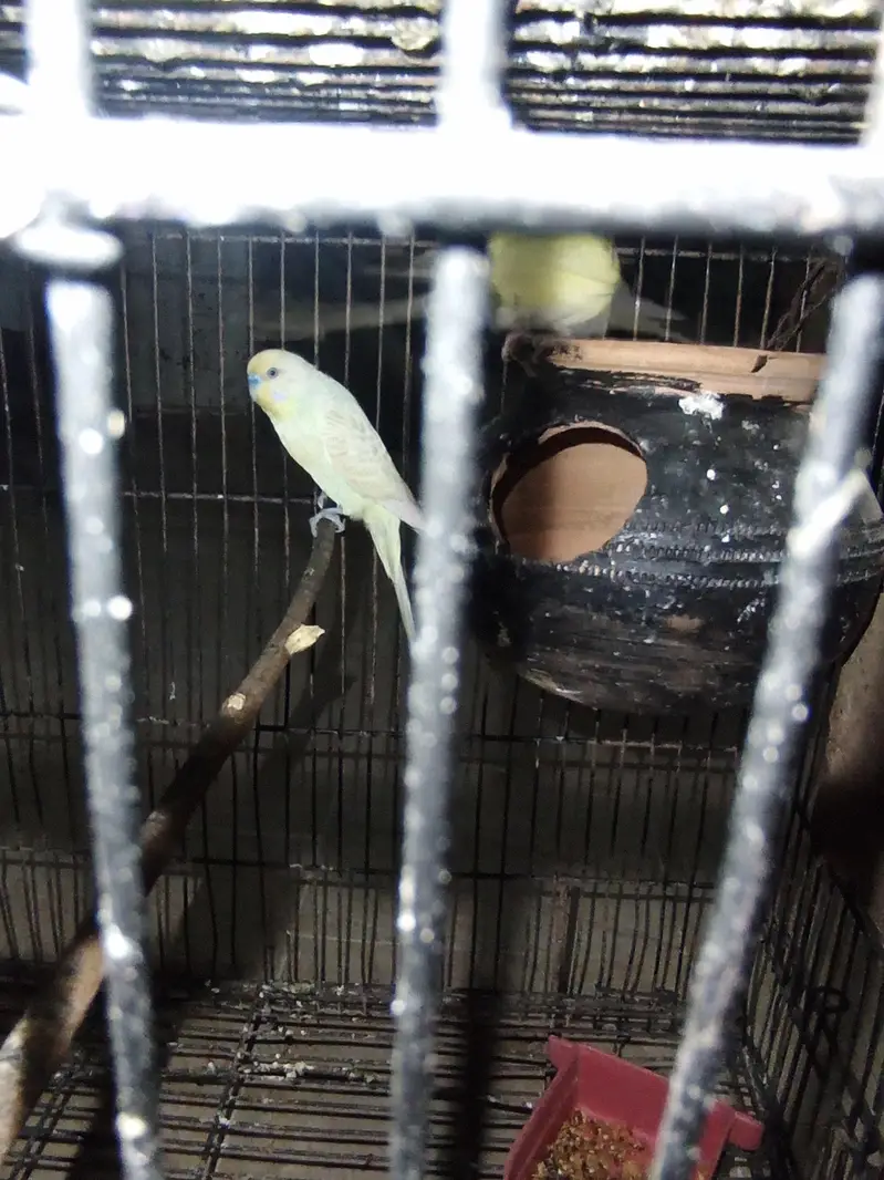 red eyes pair beedar pair male failo ma ha maddi red e ha — photo 6