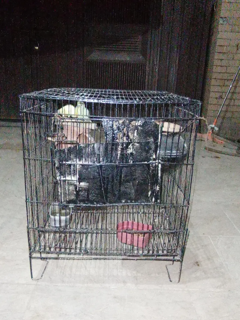 red eyes pair beedar pair male failo ma ha maddi red e ha — photo 8
