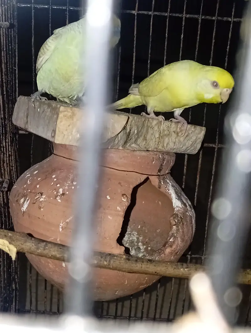 red eyes pair beedar pair male failo ma ha maddi red e ha — photo 10