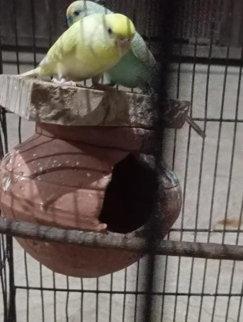 red eyes pair beedar pair male failo ma ha maddi red e ha — photo 11