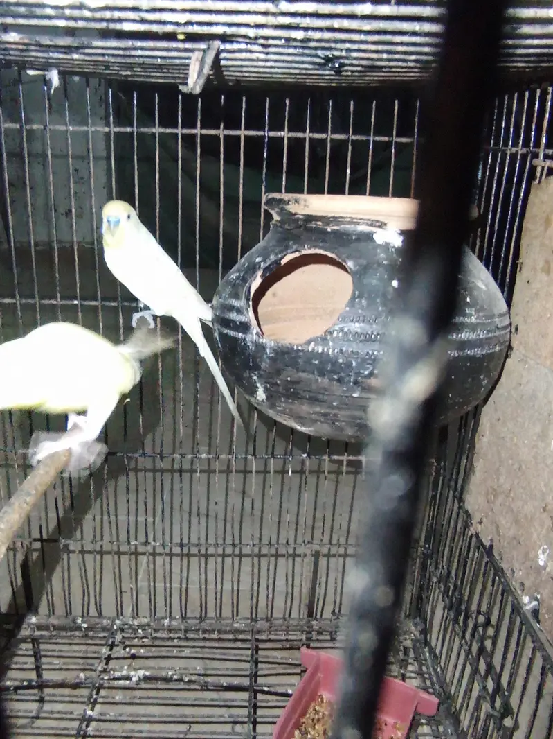 red eyes pair beedar pair male failo ma ha maddi red e ha — photo 12