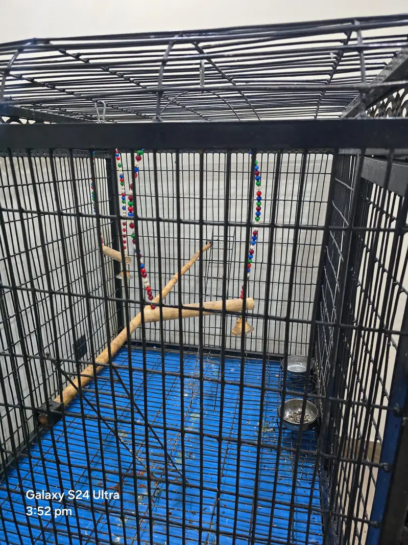 big iron cage for parrots . chichawatni — photo 3