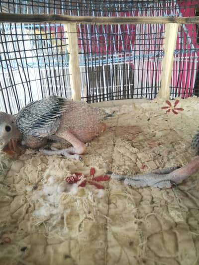 ringneck baby for sell 2 baby