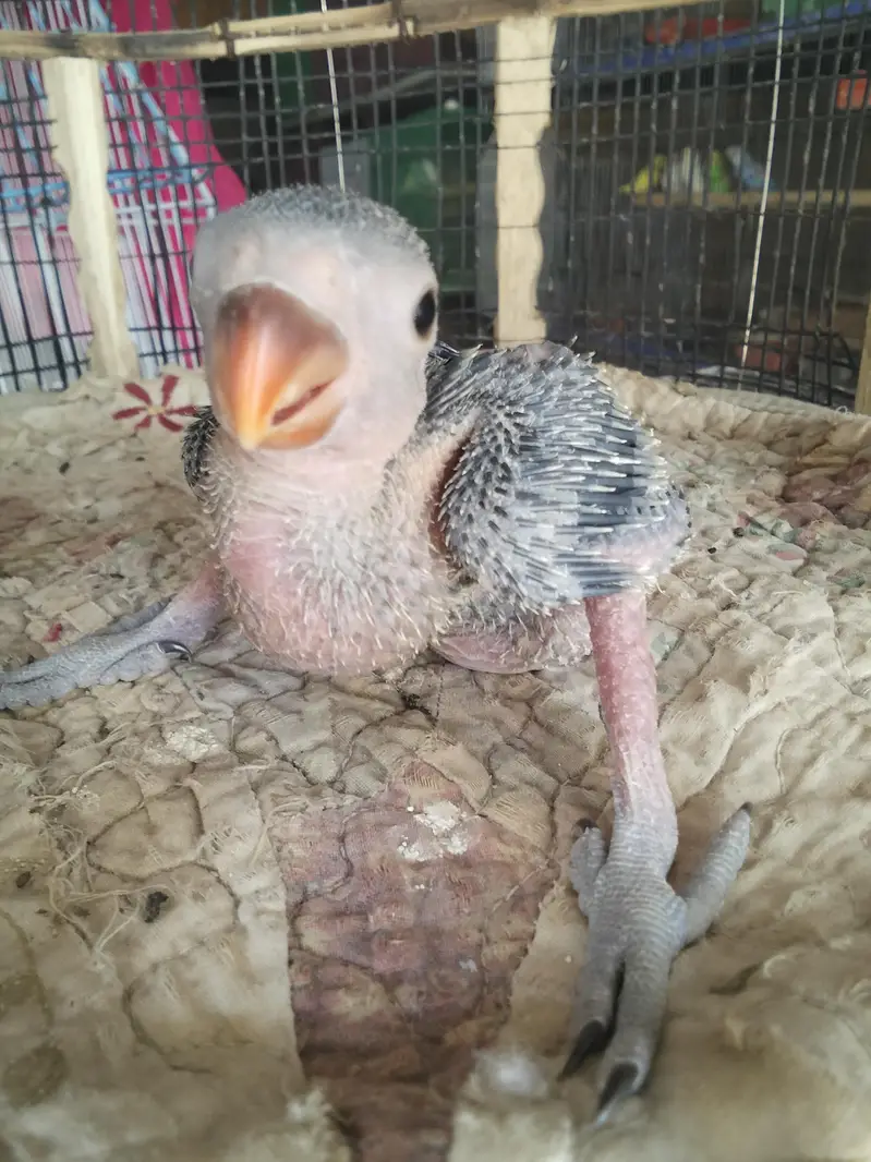 ringneck baby for sell 2 baby — photo 2