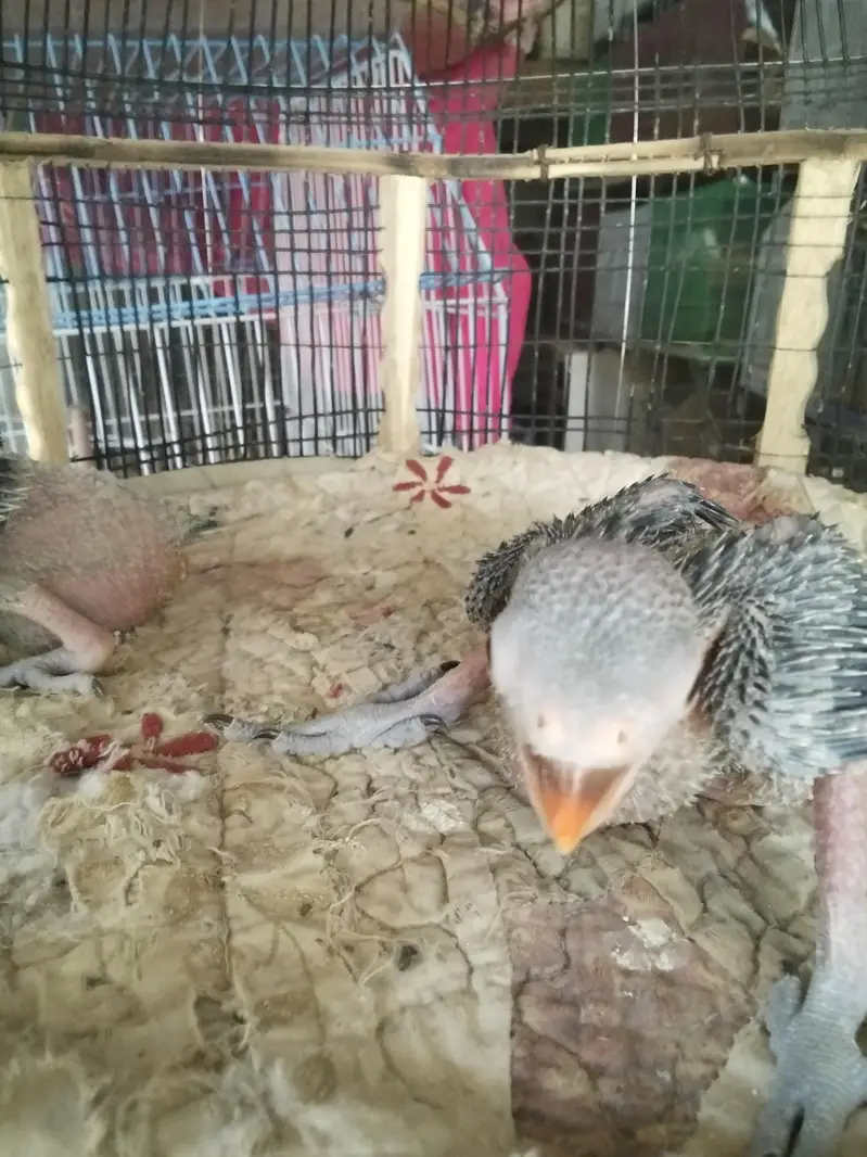 ringneck baby for sell 2 baby — photo 3