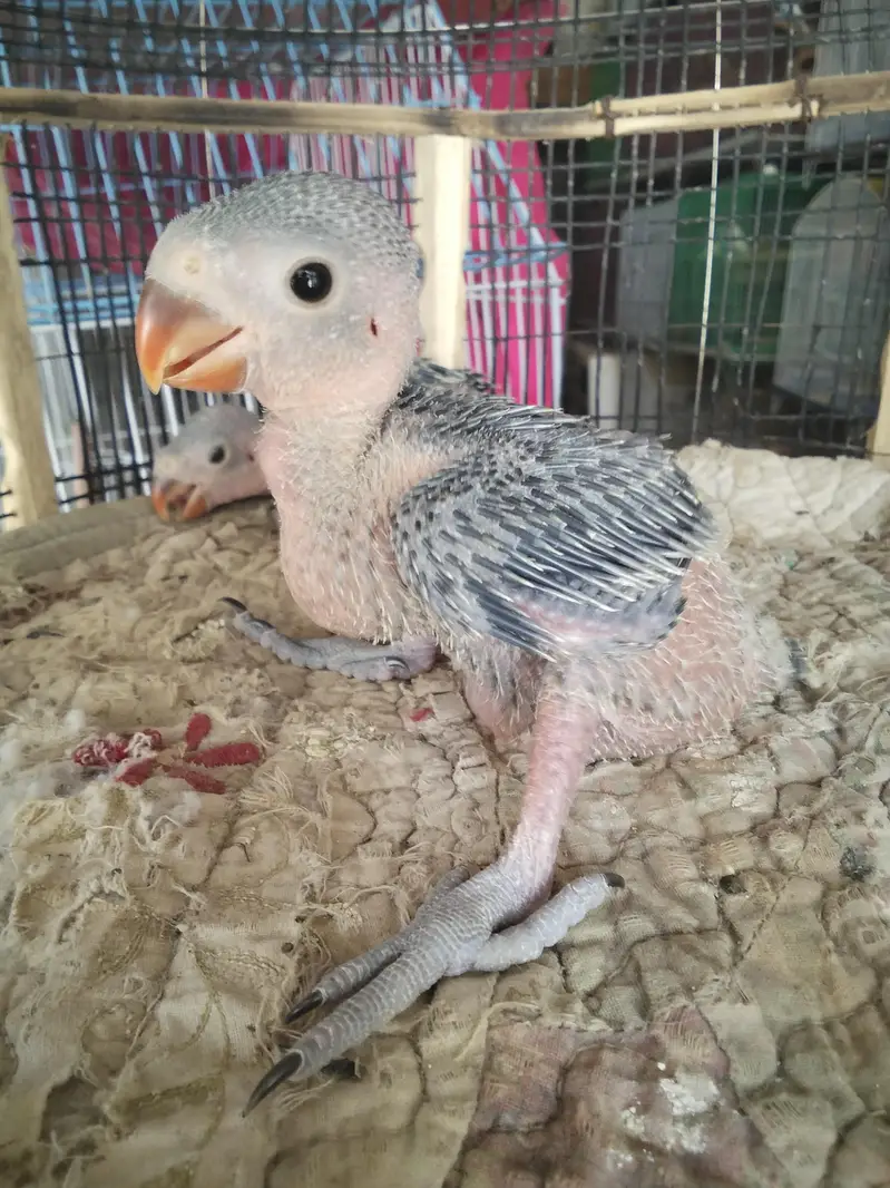 ringneck baby for sell 2 baby — photo 4
