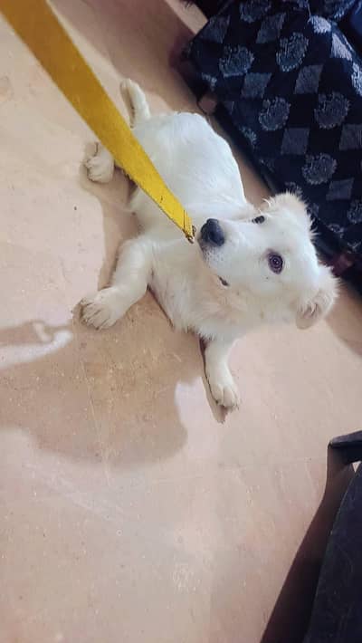 Pissta dog