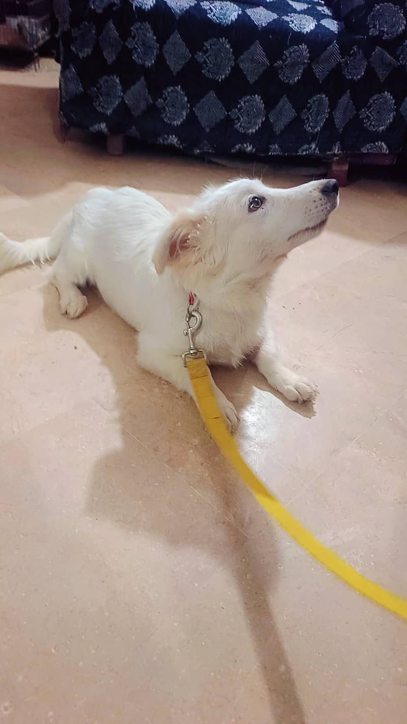 Pissta dog 1