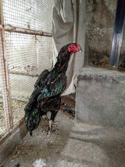German shamo | black shamo | Japanese shamo | coco shamo for Sale