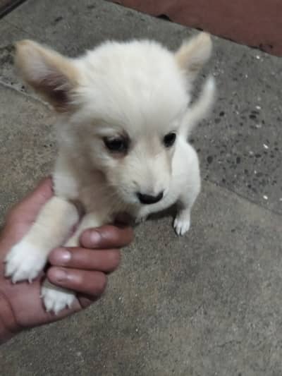 pista puppy