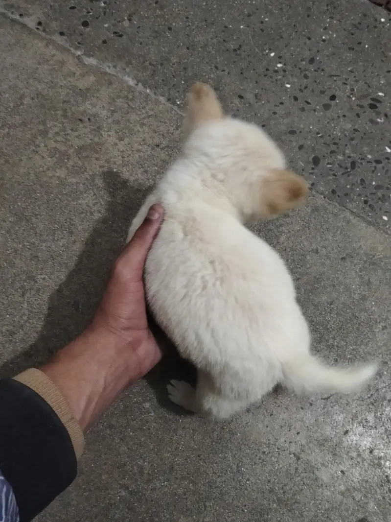 pista puppy — photo 2