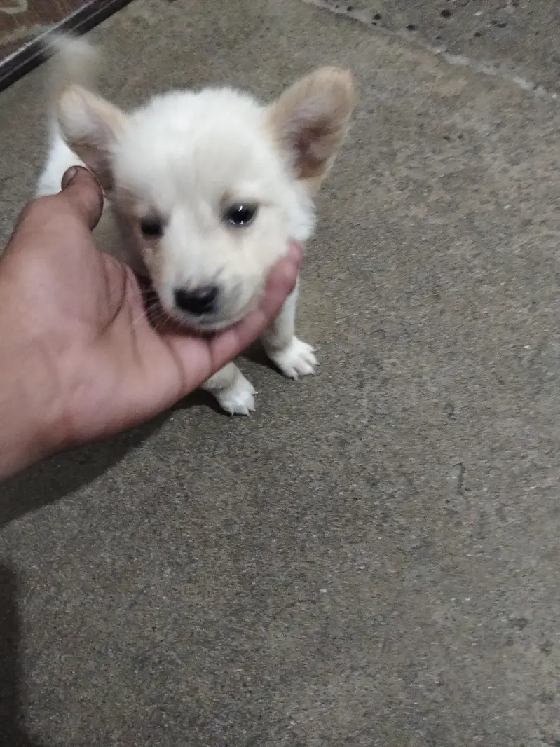 pista puppy — photo 3
