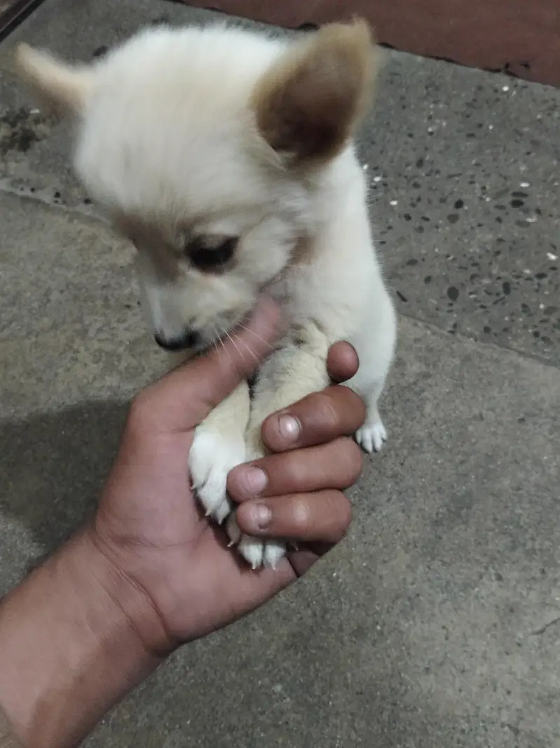 pista puppy — photo 4