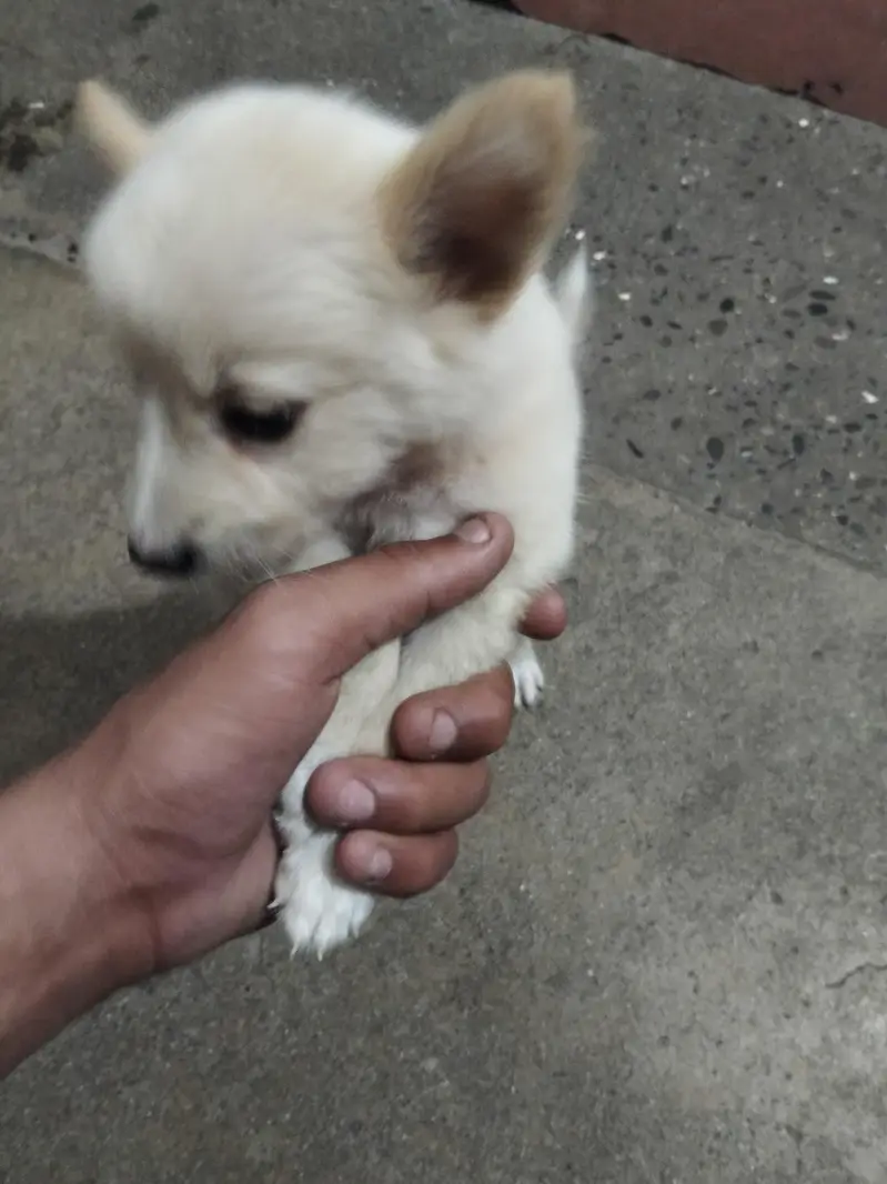 pista puppy — photo 5