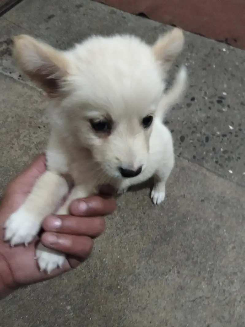pista puppy — photo 6