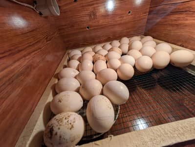 Incubator