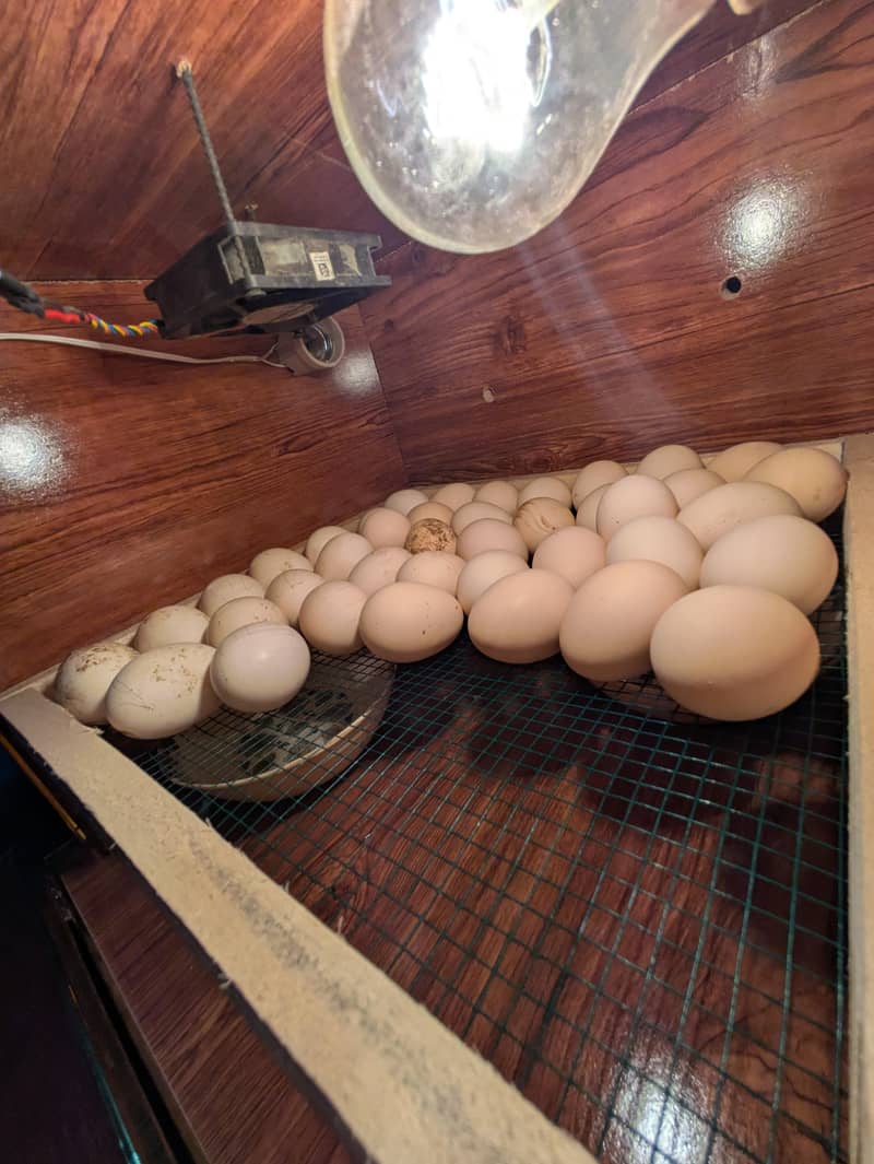Incubator 5