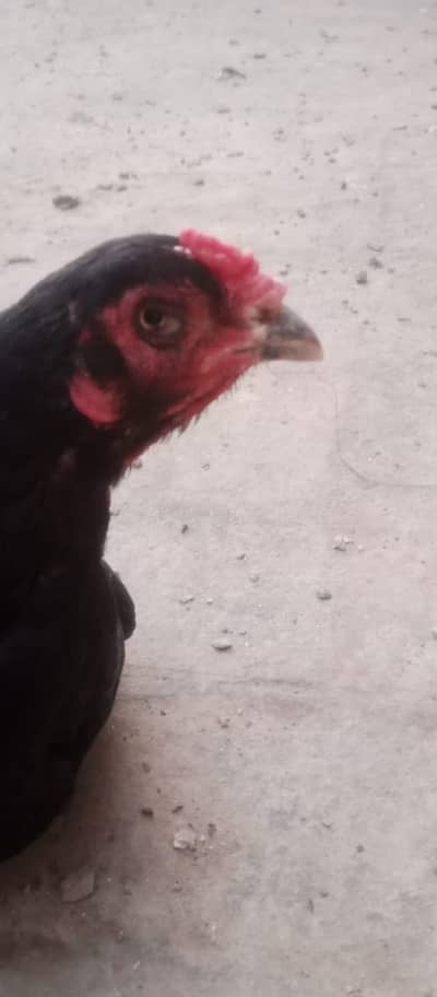 Thai morgi or cage for sale