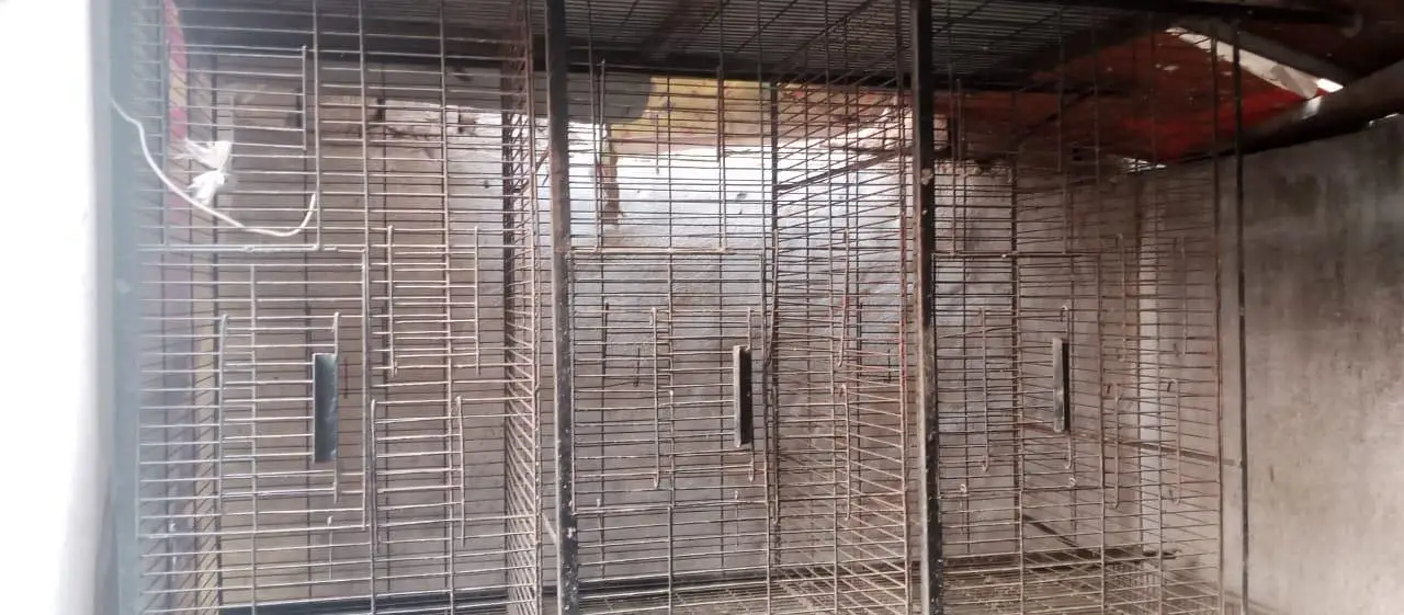 Thai morgi or cage for sale — photo 3