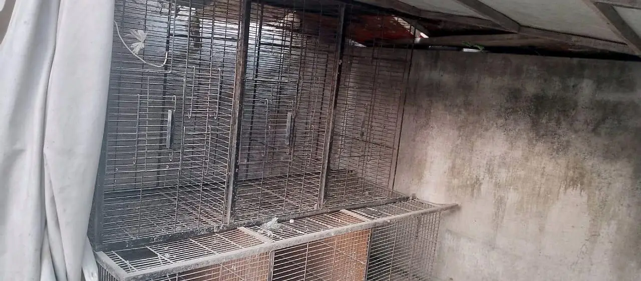 Thai morgi or cage for sale — photo 4