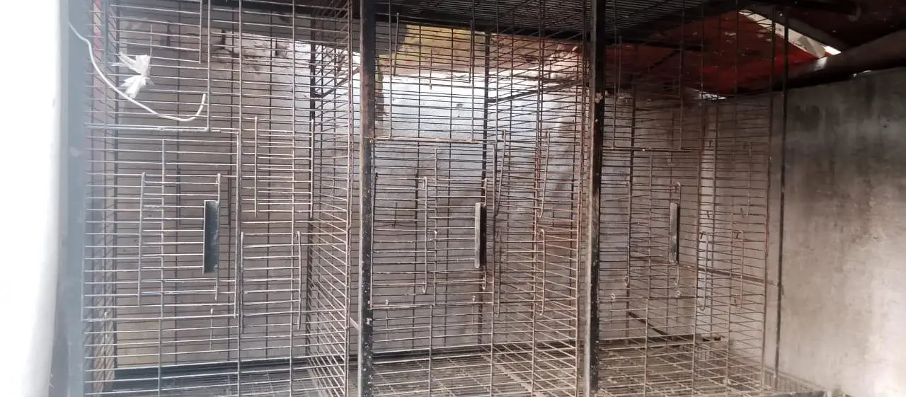 Thai morgi or cage for sale — photo 5