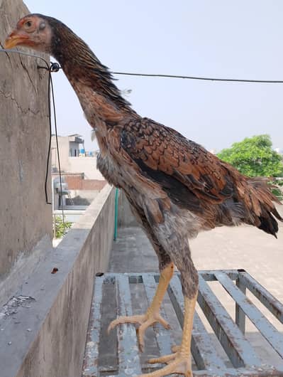 Aseel Female