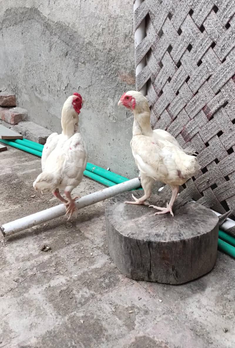 Ko Shamo pair 1