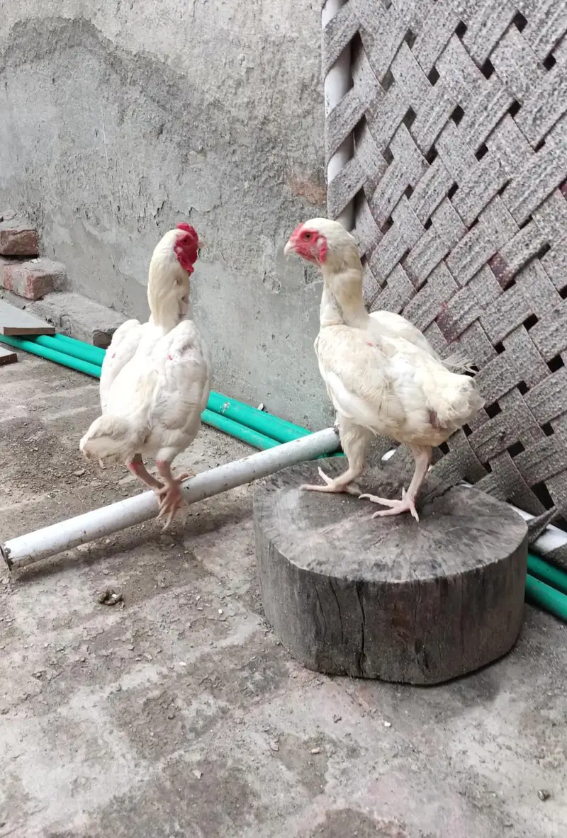 Ko Shamo pair — photo 2