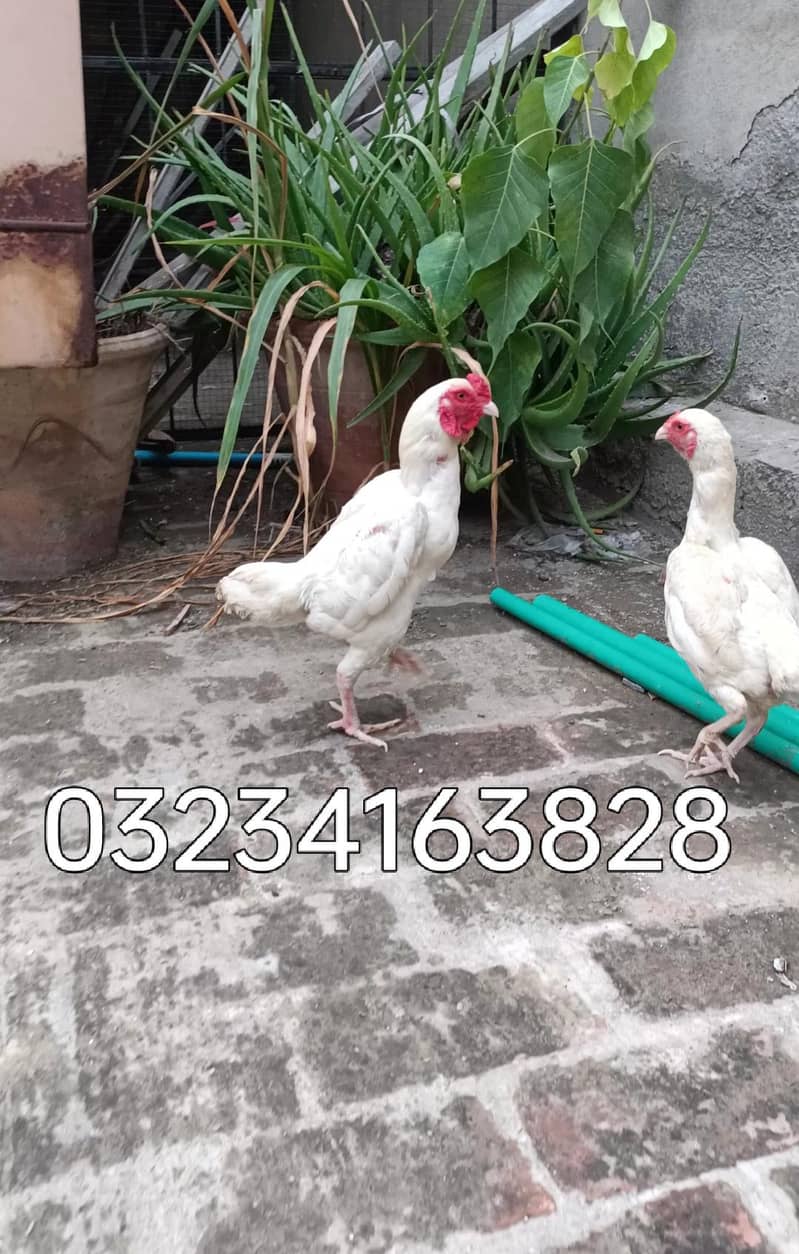 Ko Shamo pair 4