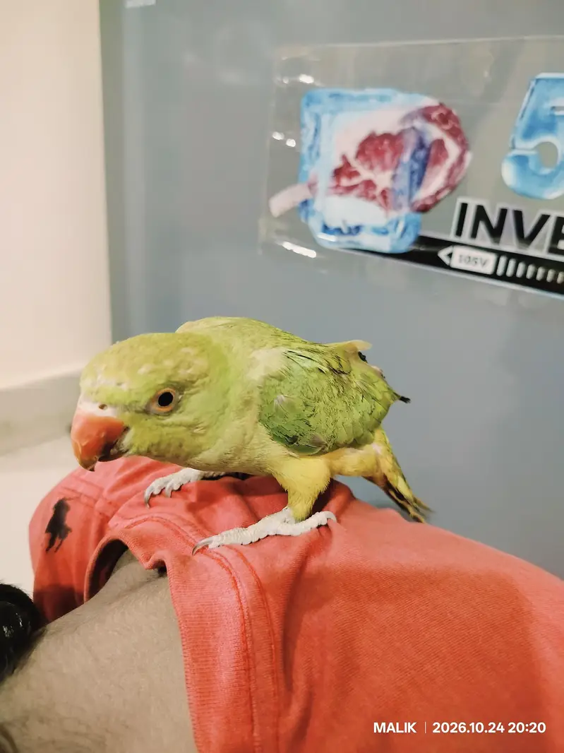RING NECK MALE KID — photo 3