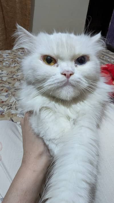 Persian cat pet coloured eyes