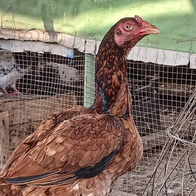 aseel pure pakistani breed forsale