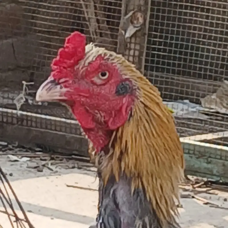 aseel pure pakistani breed forsale — photo 2