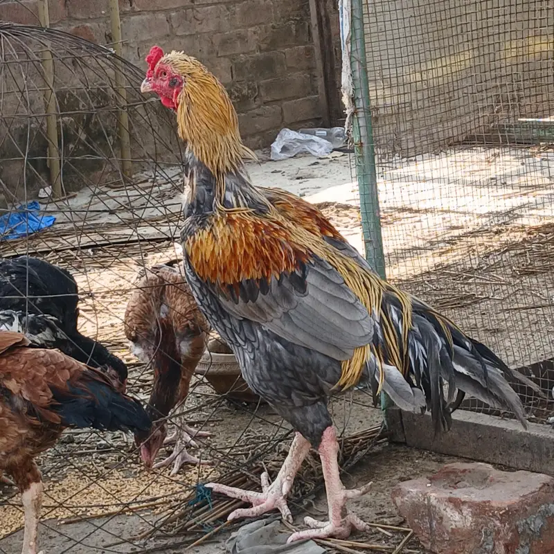 aseel pure pakistani breed forsale — photo 3