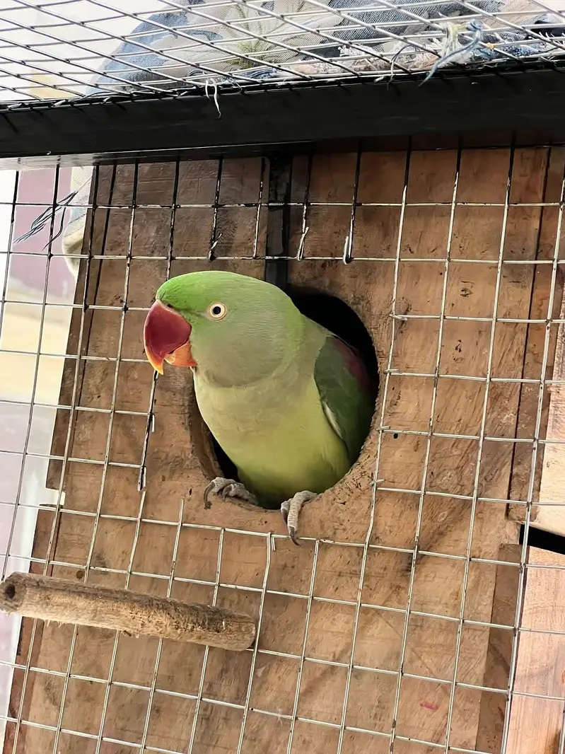 raw parrot pair — photo 2