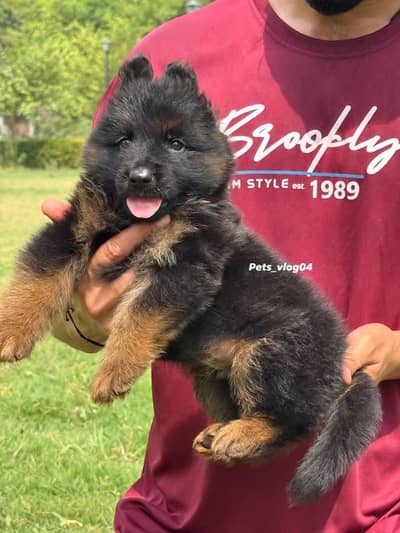 Long court German Shepherd puppies available all Pakistan cargo