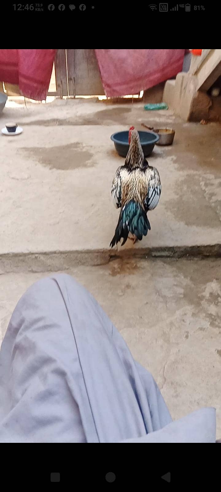 jawaa 3