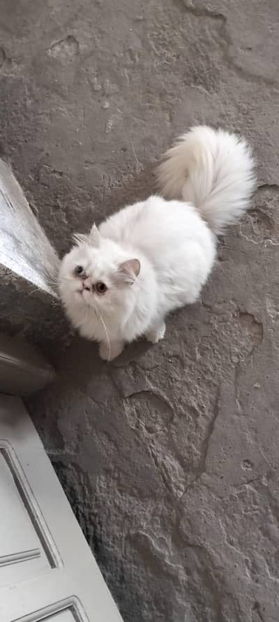 Triple Coated Odd Eyes Persian Female kitten