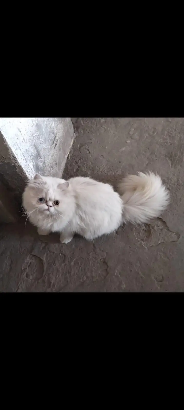 Triple Coated Odd Eyes Persian Female kitten — photo 2