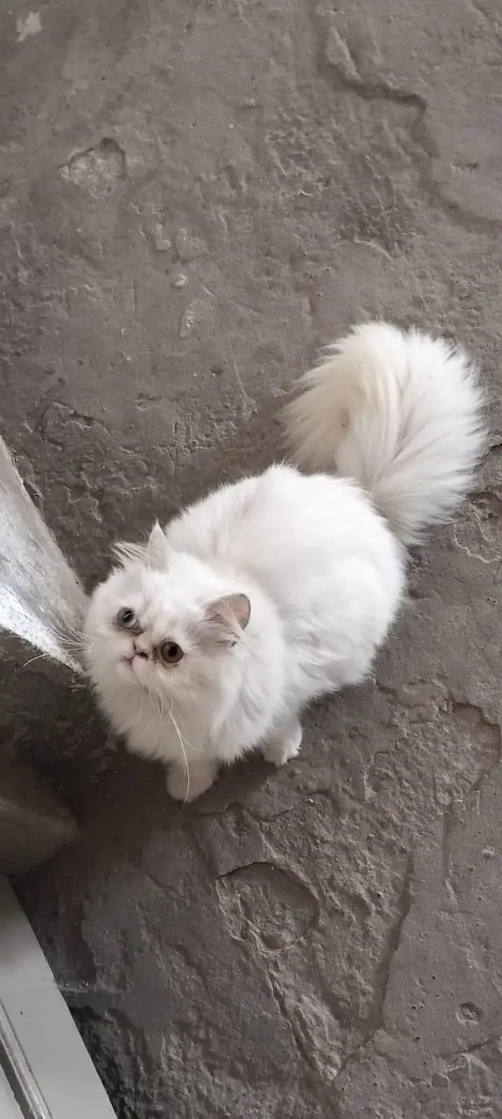 Triple Coated Odd Eyes Persian Female kitten — photo 3