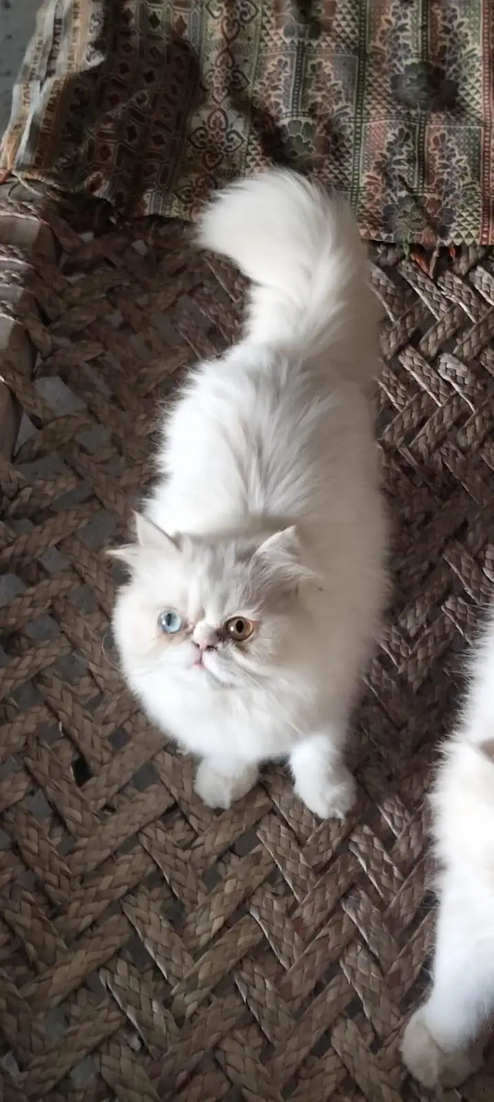 Triple Coated Odd Eyes Persian Female kitten — photo 4