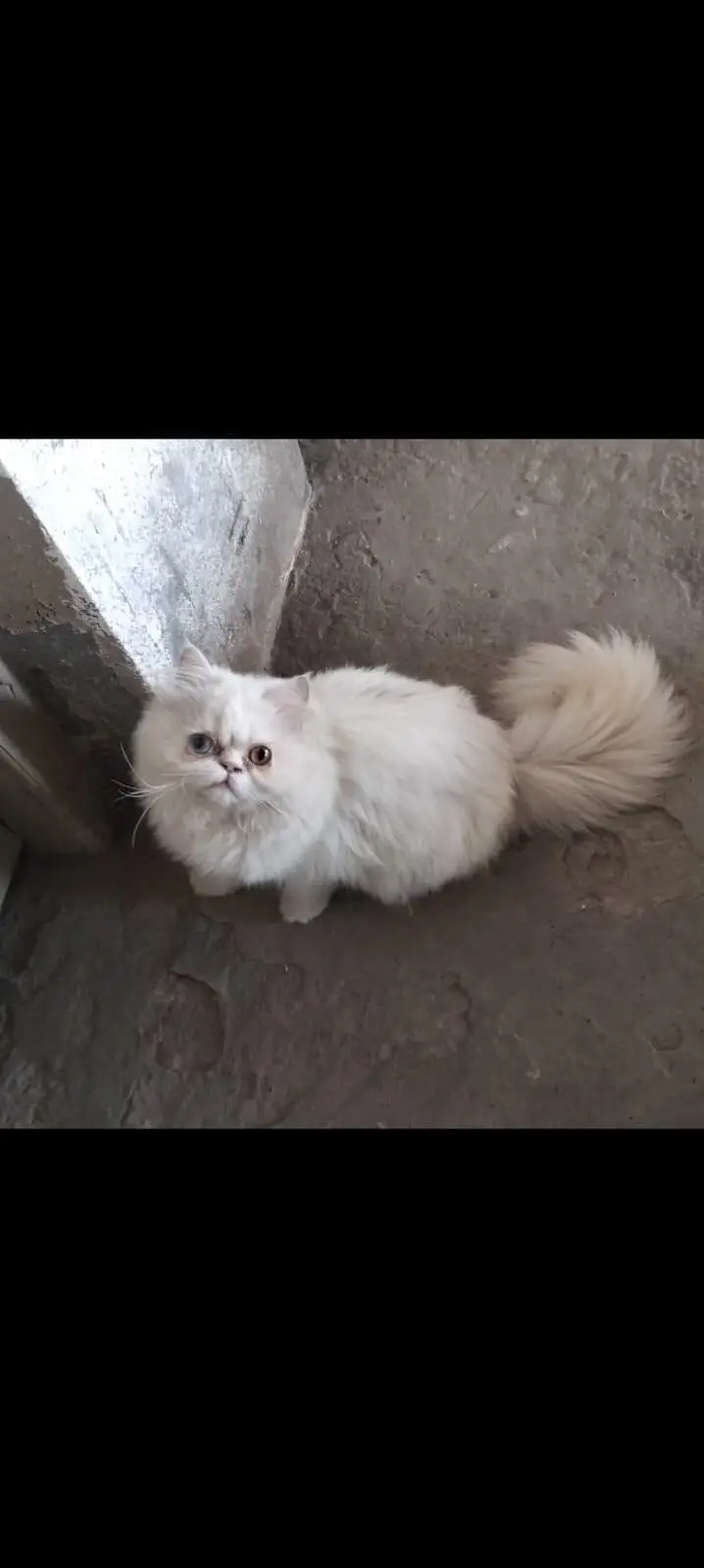 Triple Coated Odd Eyes Persian Female kitten — photo 5
