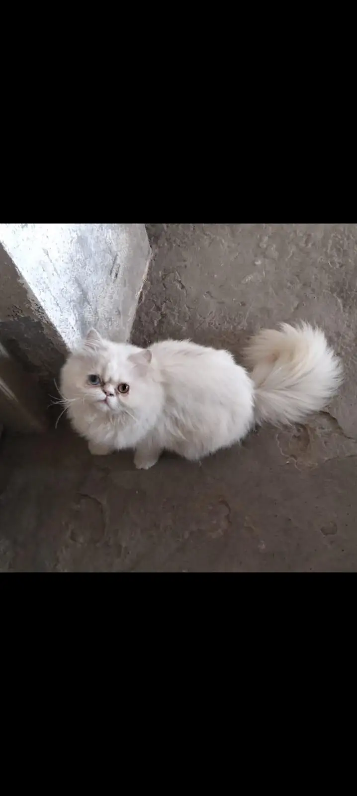 Triple Coated Odd Eyes Persian Female kitten — photo 6