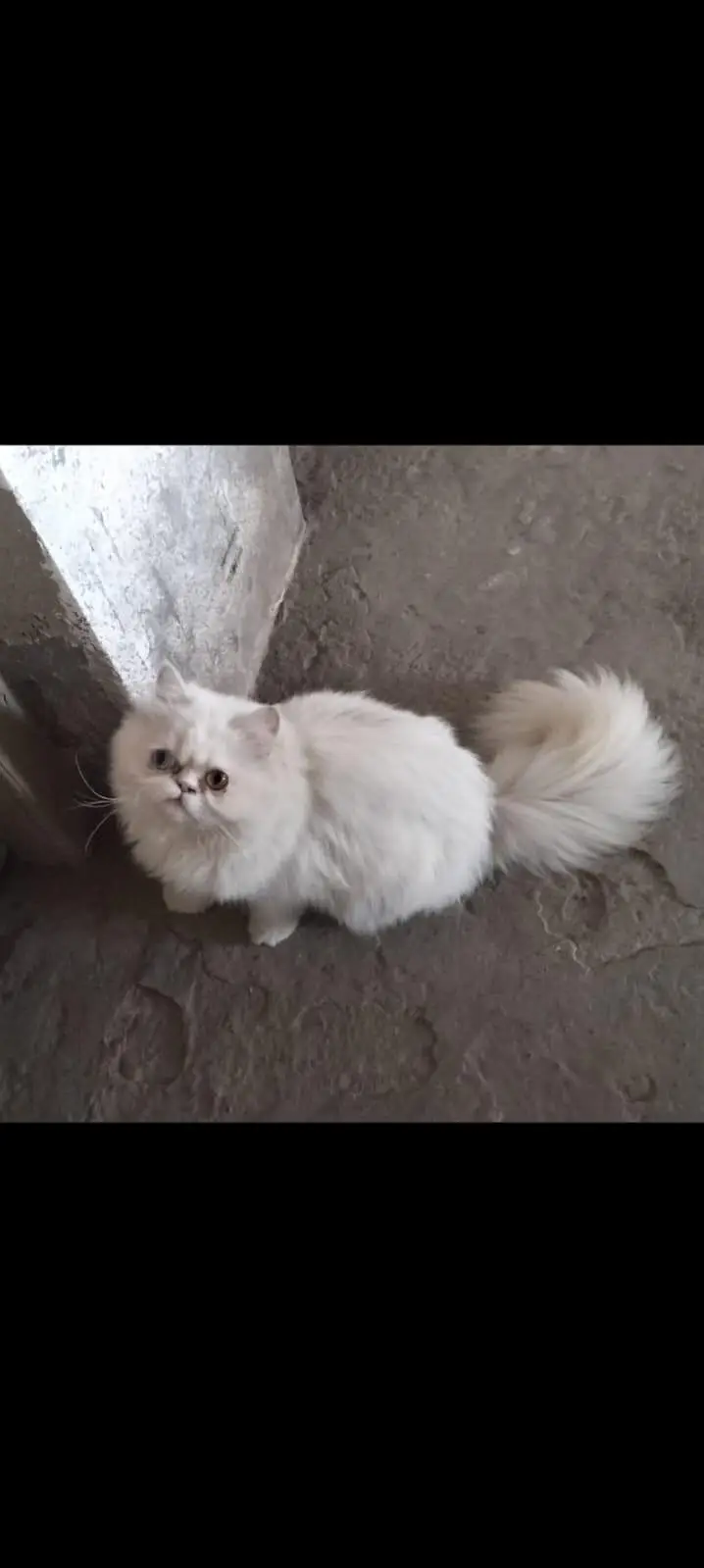Triple Coated Odd Eyes Persian Female kitten — photo 7