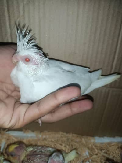 cockatiel chicks