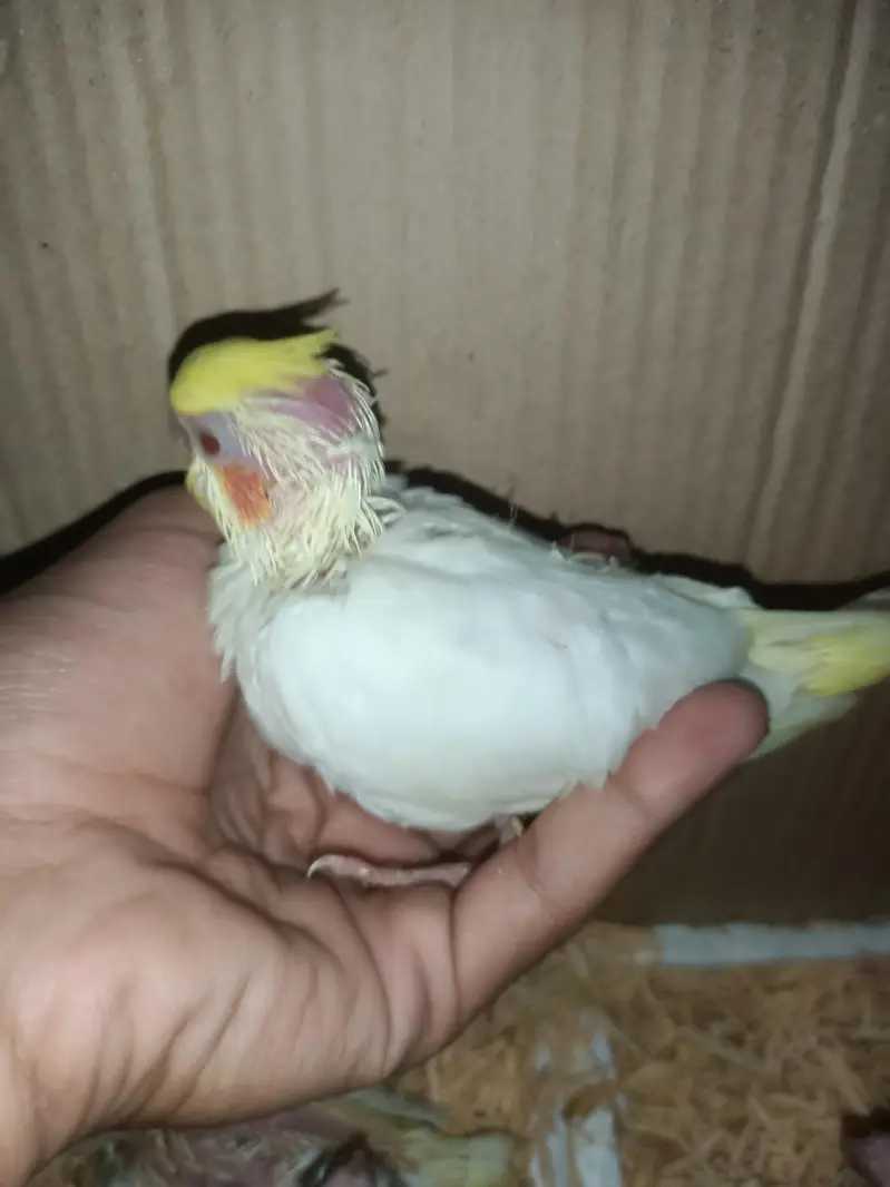 cockatiel chicks — photo 2